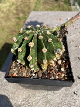 Echinopsis Hybr. violett